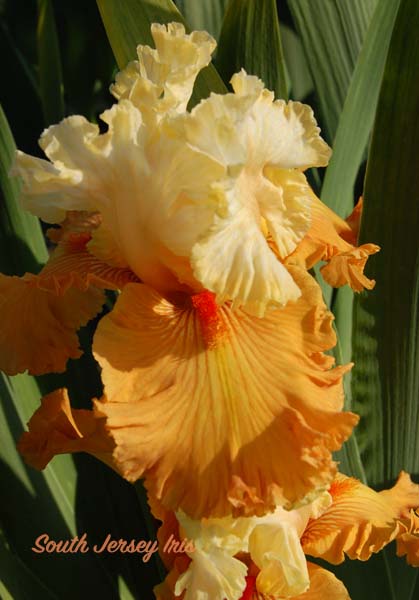 Almost Famous- B. Blyth, 2015