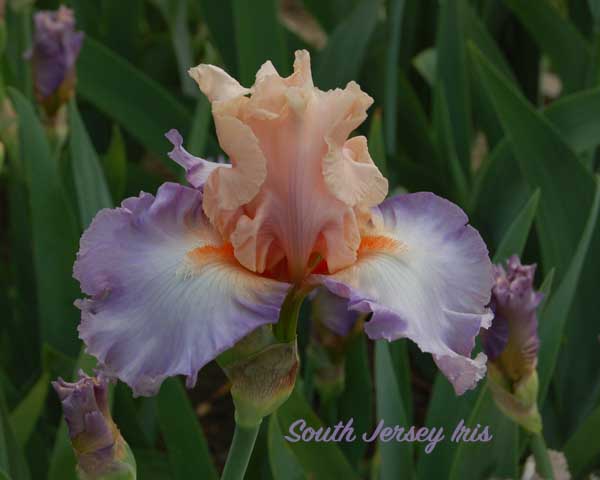 Blush Of Pink- Aitken, 2010