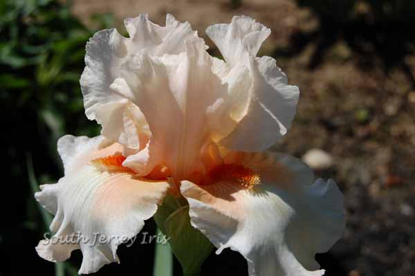 Blushing Bashful- P. Black, 2006