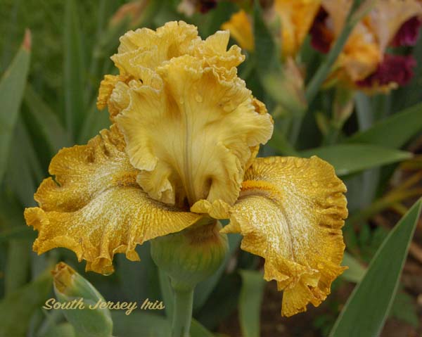 Crocodile Smile- P. Black, 2022