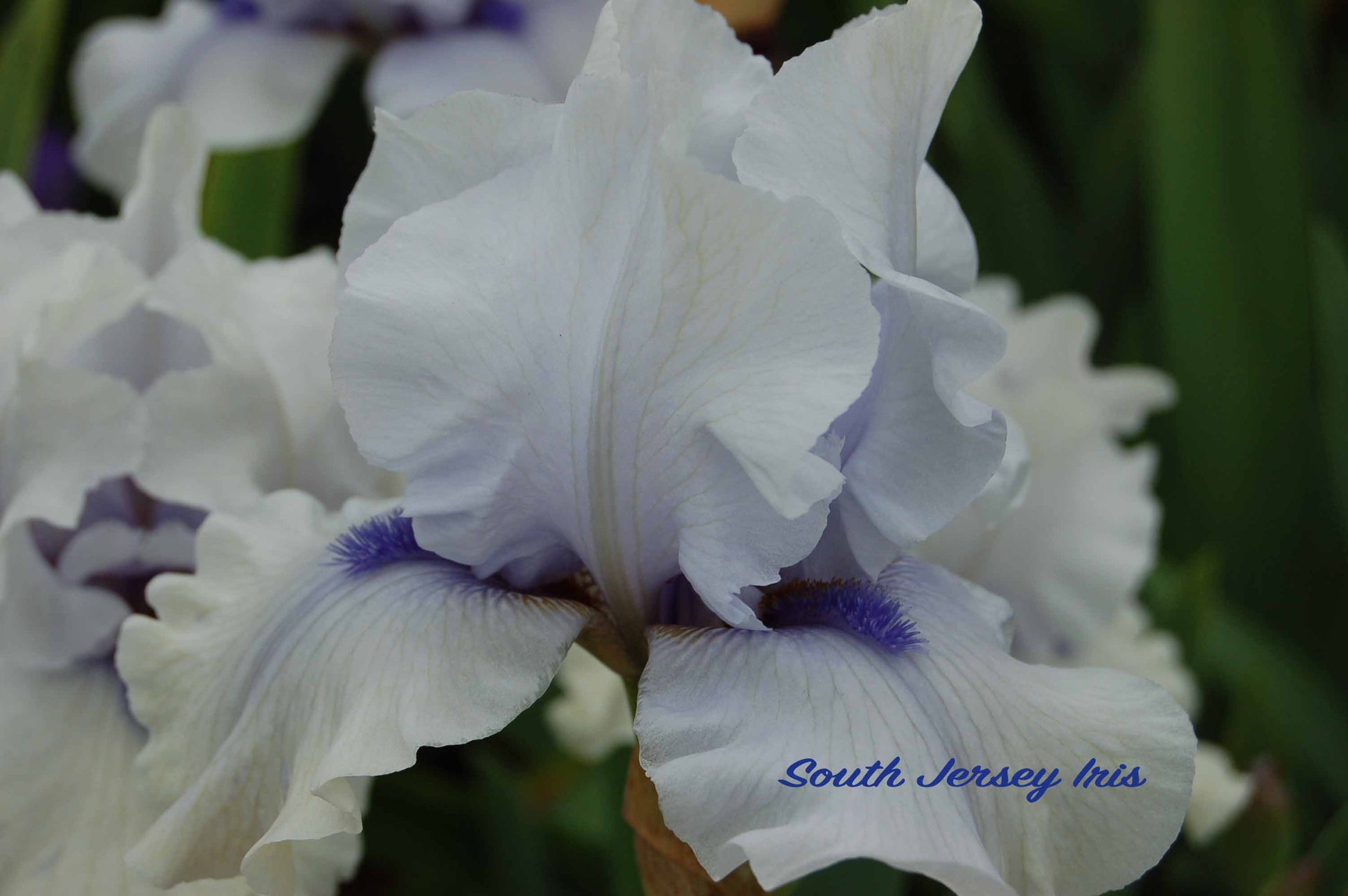electric surge iris