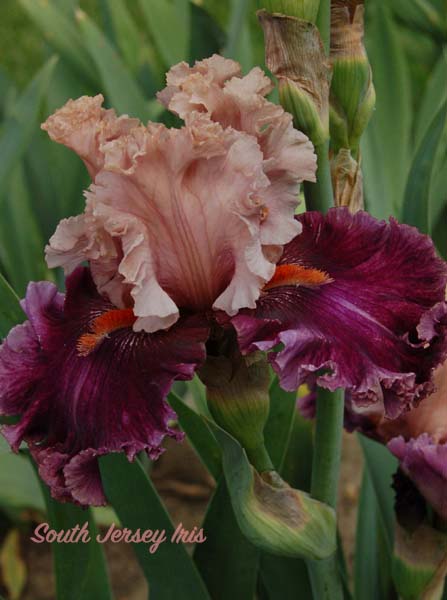 Elite- T. Johnson, 2018