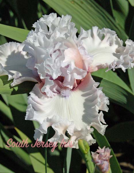 My Pretty- T. Johnson, 2021