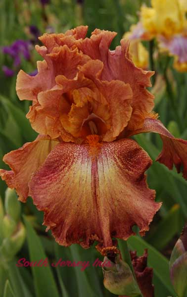 Ruffled Copper Sunset- Gibson, 1993