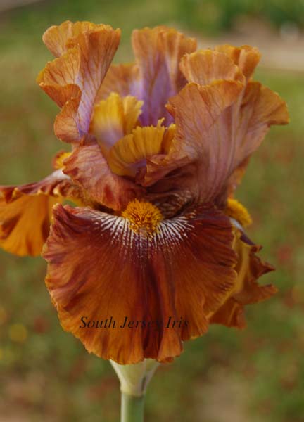Bee Hotel Tall Bearded Iris
