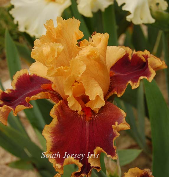 Cowboy Campfire South Jersey Iris