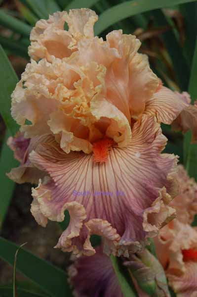 Georgette Silk Tall Bearded Iris