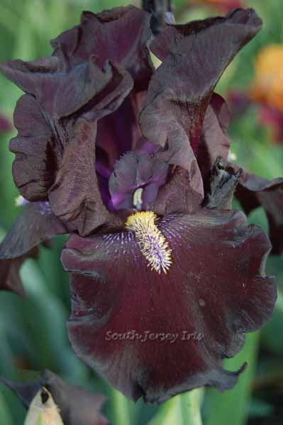 Here Comes The Night