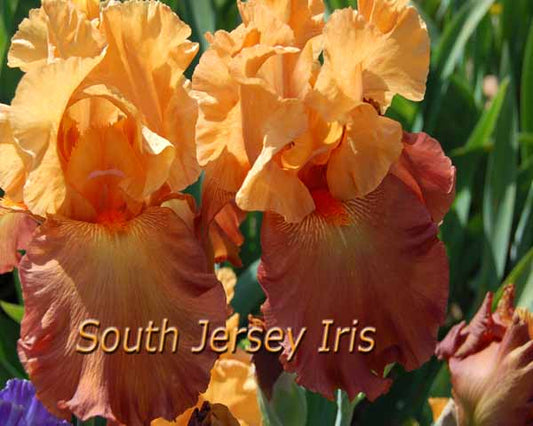 Lovely Senorita Tall Bearded Iris