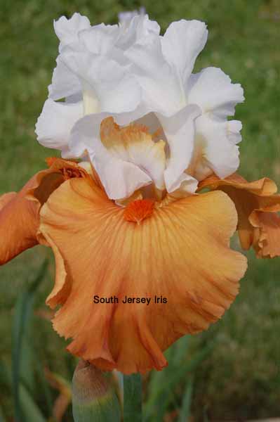 Pumpkin Pie Ala Mode