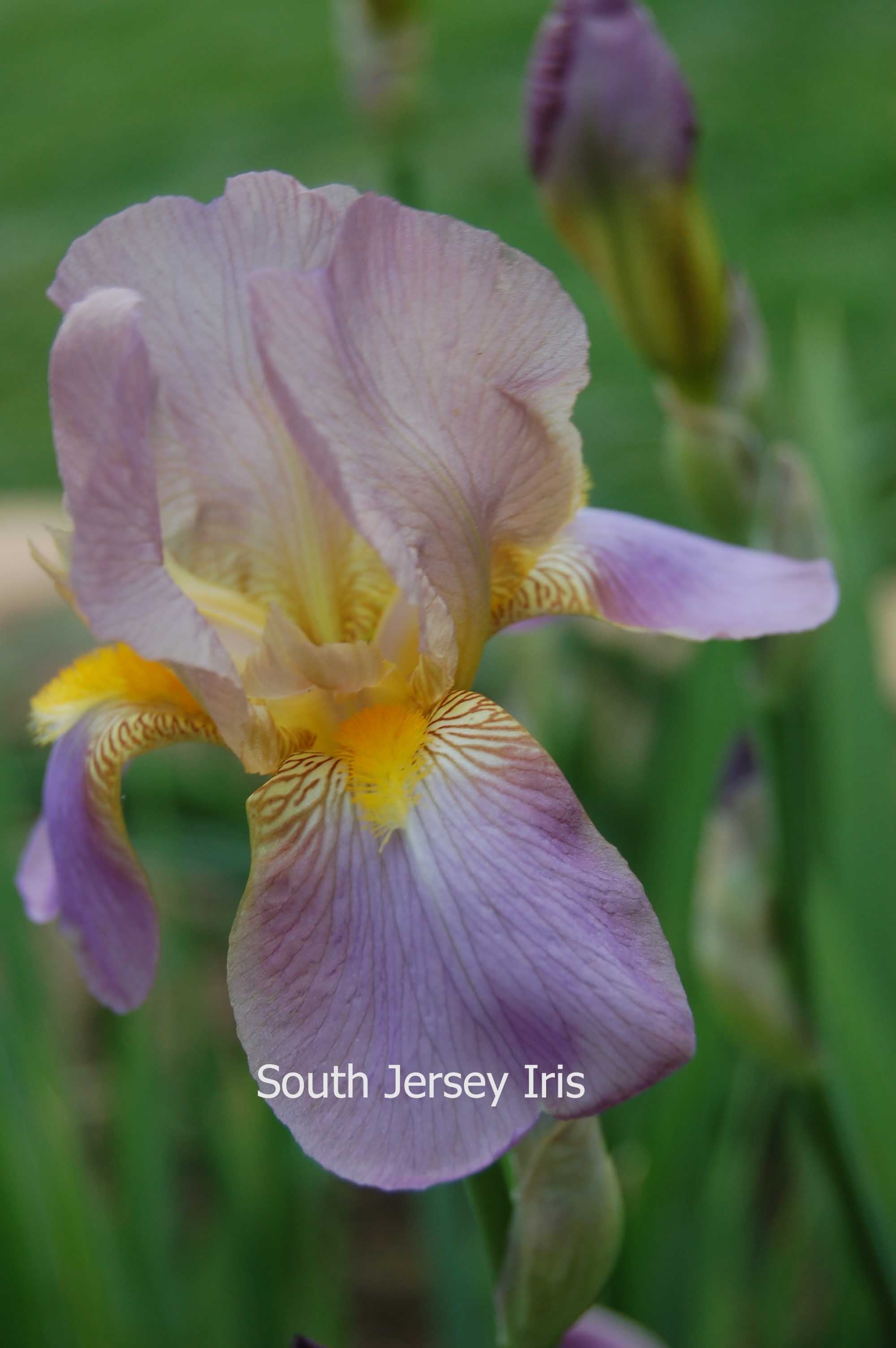 Quaker Lady South Jersey Iris
