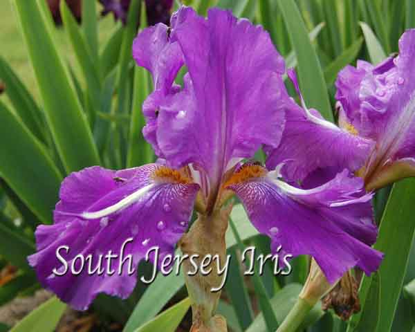 Thor's Lightning Bolt