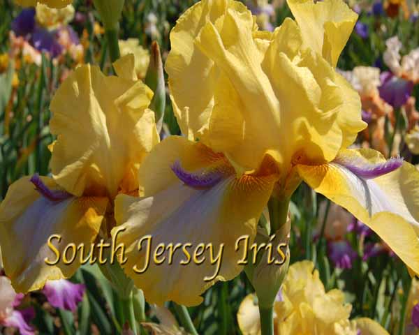 Triple Whammy