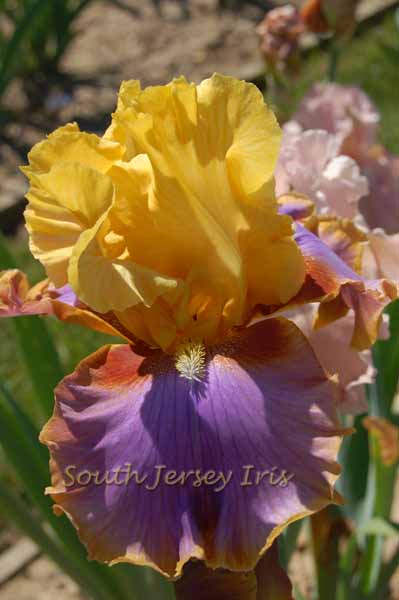 Waimea Canyon Sunrise