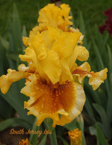 Autumn Tease- T. Johnson, 2019