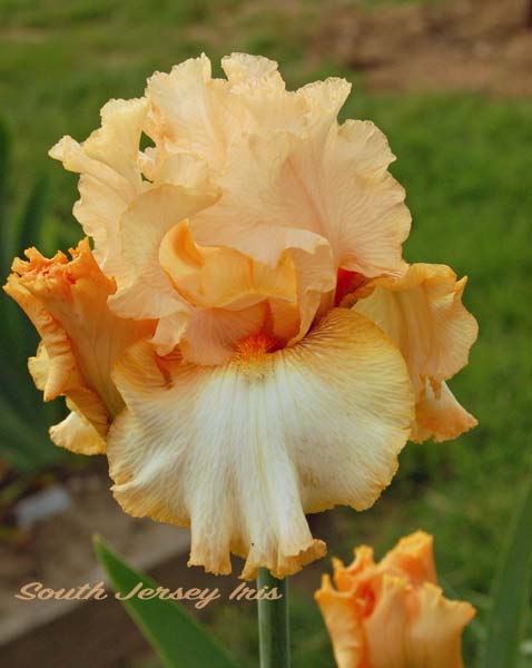 Blessed And Highly Favored- Stephanie Myers, 2023