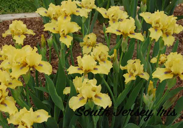 Blue Eyed Blond iris