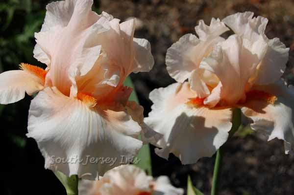 Blushing Bashful- P. Black, 2006