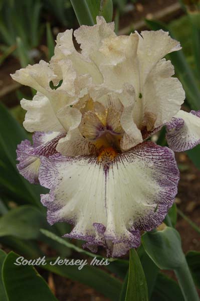 Brushwork- B. Blyth, 2014/15