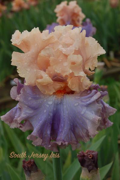 Canterbury Belle-  Keppel, 2024