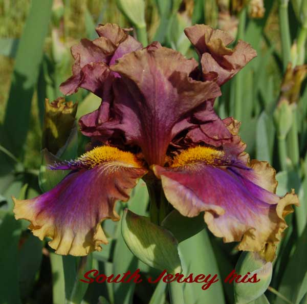 Codswallop South Jersey Iris
