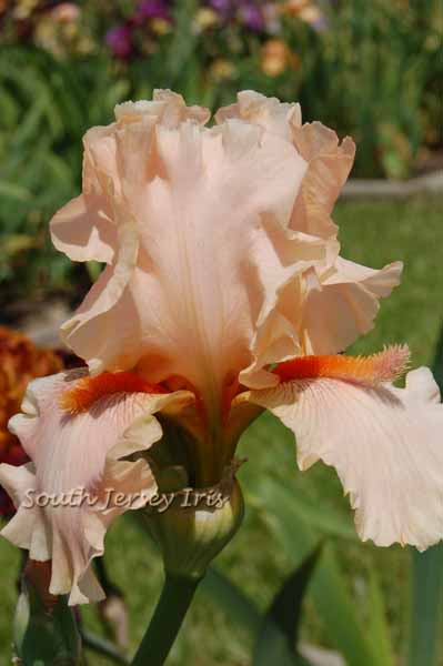 Coral Pincushion