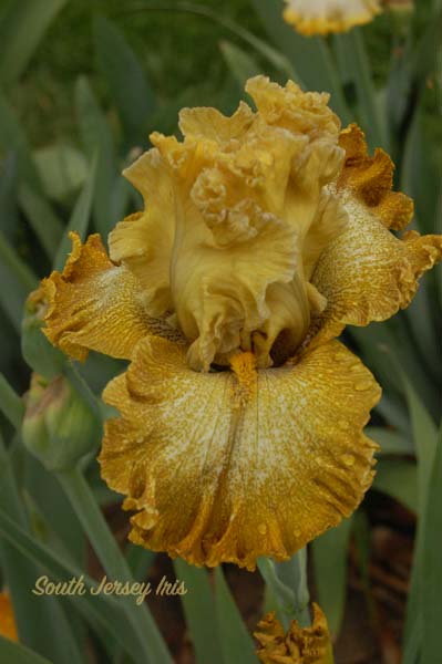 Crocodile Smile- P. Black, 2022