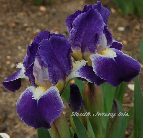 Crystal Ship South Jersey Iris