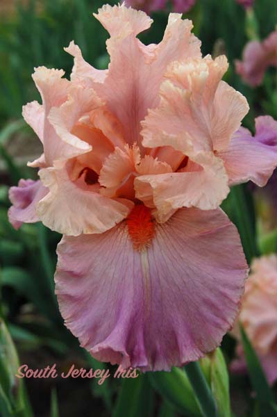 Dad Gum Nice- Burseen, 2011