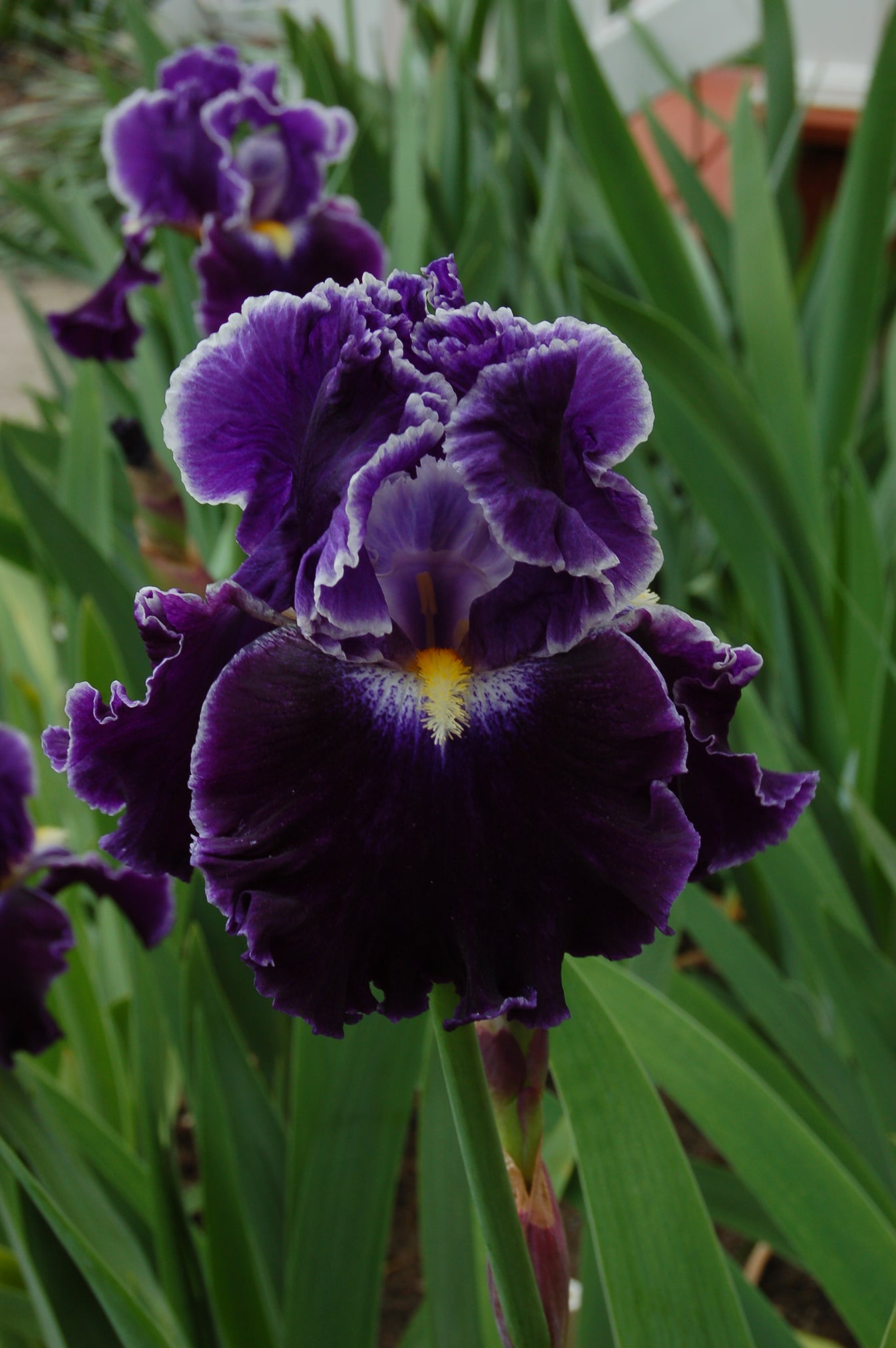 Dark Universe South Jersey Iris