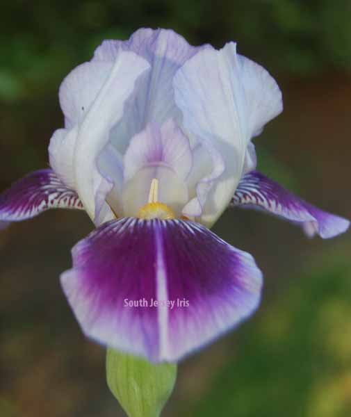 Dividing Line South Jersey Iris