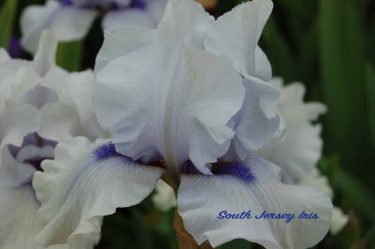 electric surge iris