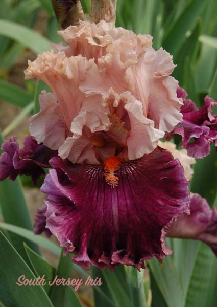 Elite- T. Johnson, 2018