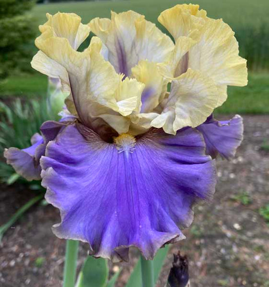 Evening Ocean Reflection