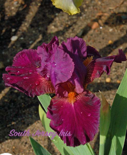 Forged In Fire- P. Black, 2007