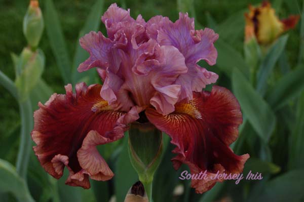 Gem Trader- B. Blyth, 2019