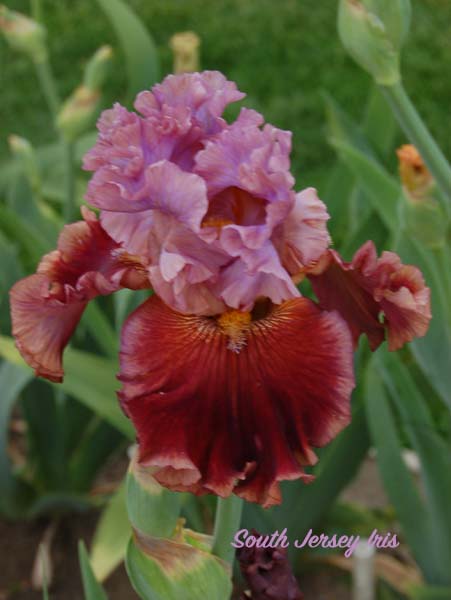 Gem Trader- B. Blyth, 2019