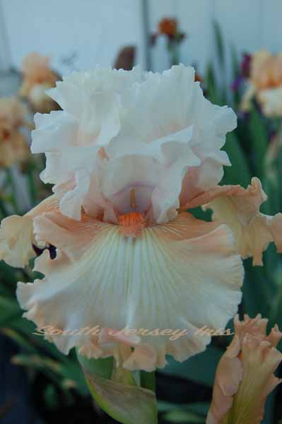 Gladys Austell iris