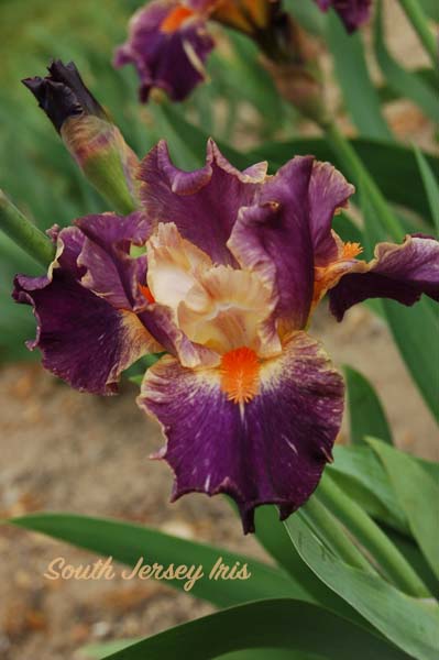 Hungarian Rhapsody- P. Black 2020