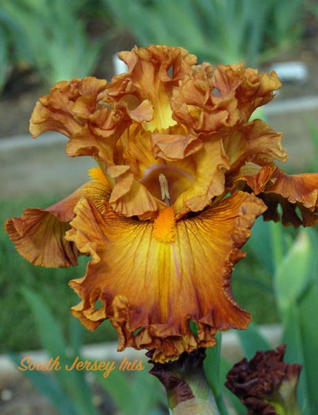 Miss Slovakia- A. Mego, 2021