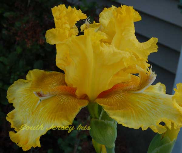 Plain Vain South Jersey Iris