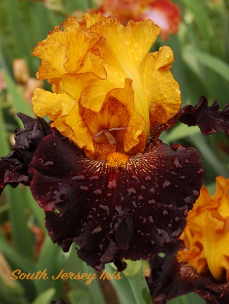 Rise Like A Phoenix- P. Black, 2017