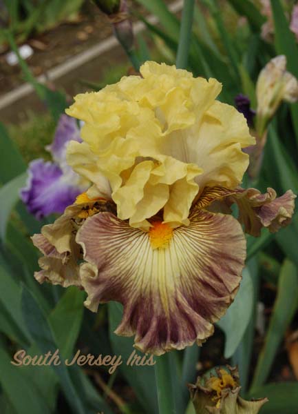 Salem Gypsy- B. Blyth, 2018