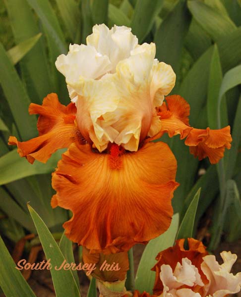 Shockaholic- T. Johnson, 2020