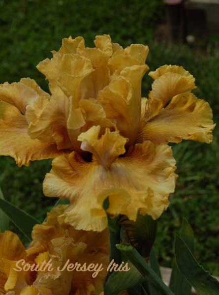 Texas Titan- Burseen, 2023