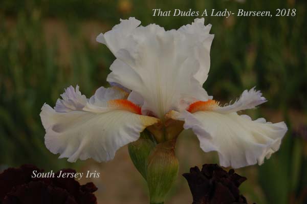 That Dudes A Lady- Burseen, 2018