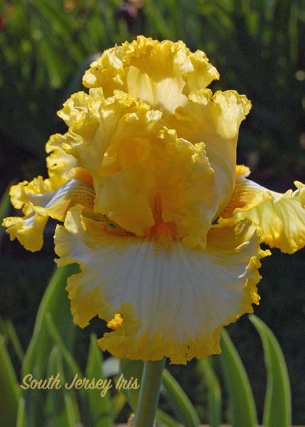 Wanna Wow You- Burseen, 2023