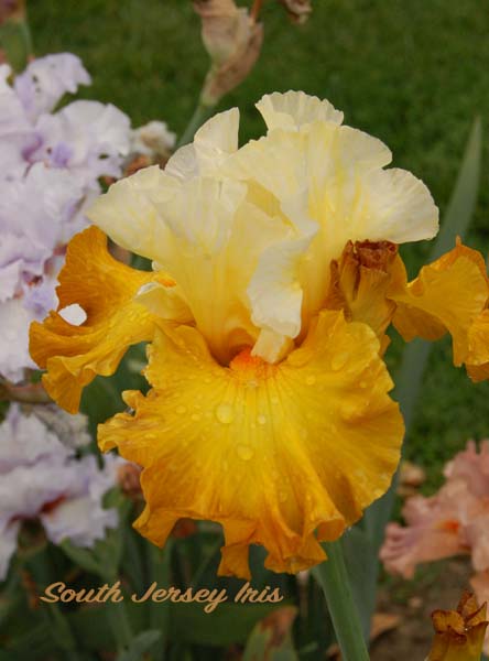 Zip To The Moon- B. Blyth, 2021