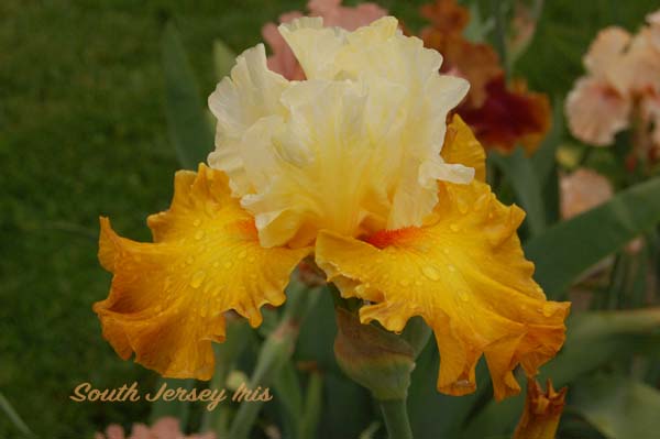 Zip To The Moon- B. Blyth, 2021