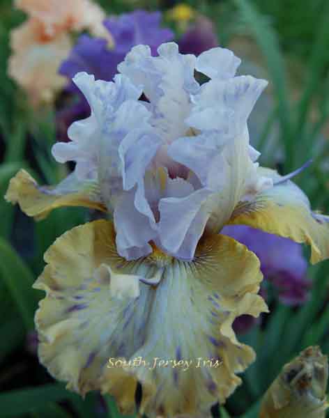 Angler Fish Tall Bearded Iris